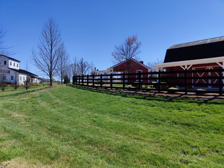 Kentucky Bluegrass