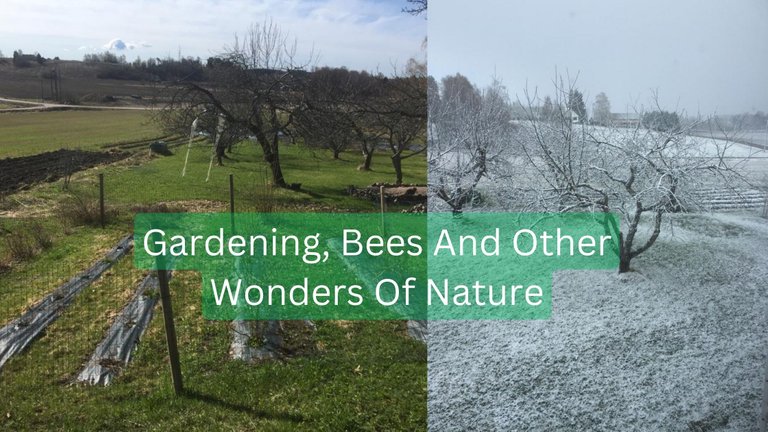 Gardening, Bees And Other Wonders Of Nature.jpg