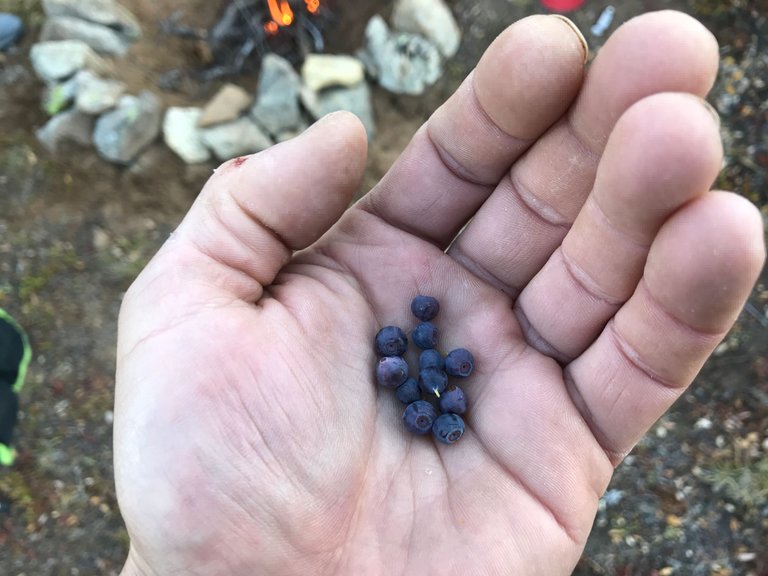 blueberries2.jpeg