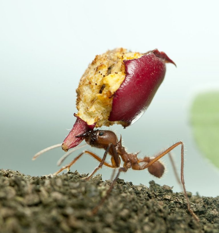 Ants1.jpg
