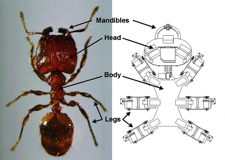 ant.jpg