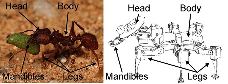 ant4.jpg