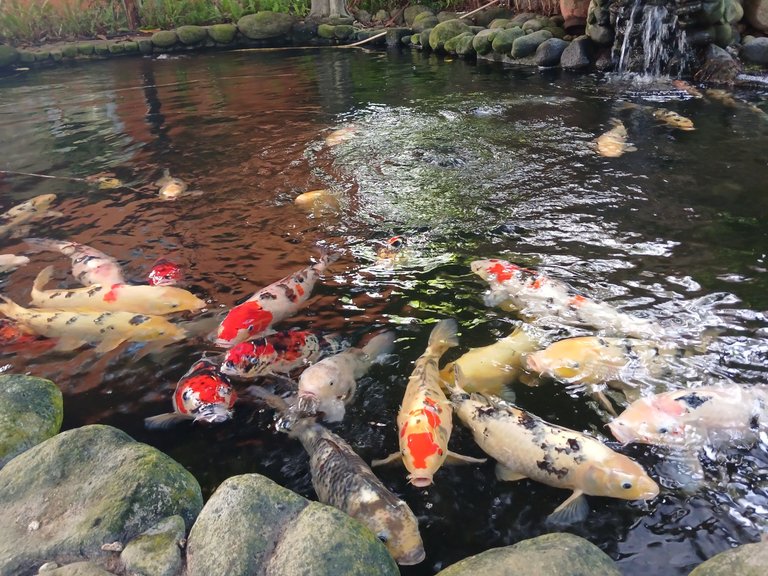 KOI.jpg