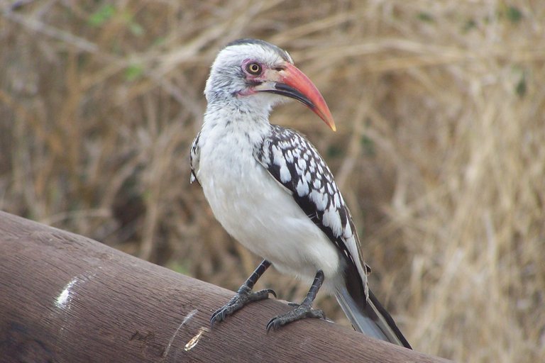 KNP SataraLower Sabi 2009 013.JPG