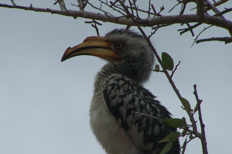 KNP SataraLower Sabi 2009 022.JPG