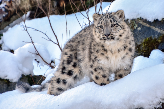 snow_leopard.png