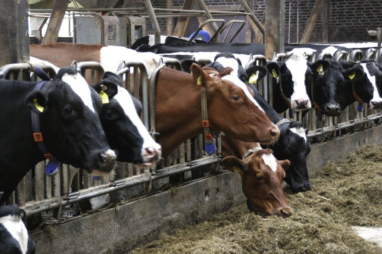 Web 2.0 unfree dairy cows, Facebook users