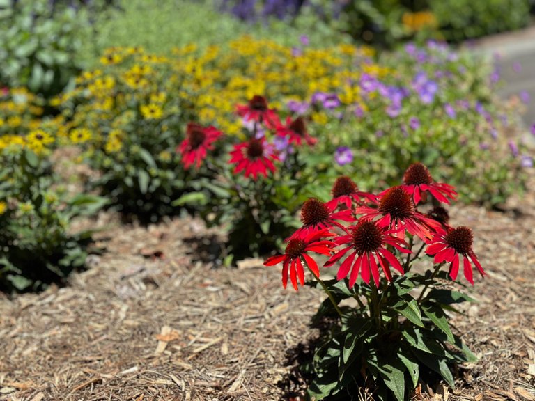 Flowers in Sydney's Botanical Gardens