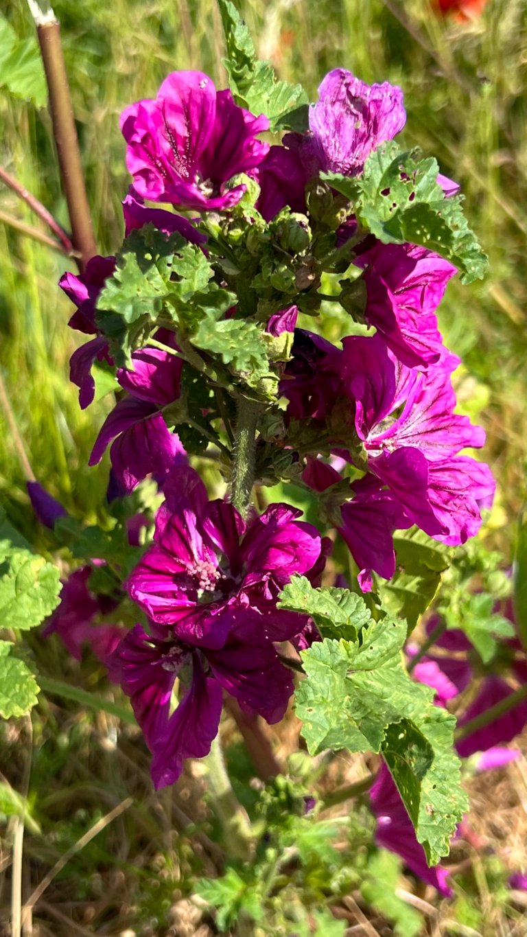 IMG_4941.jpeg