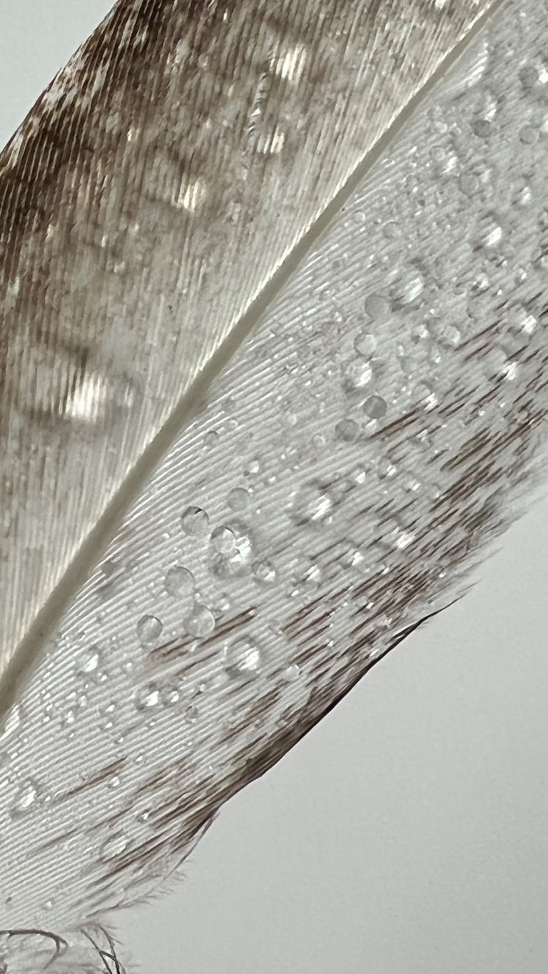 B196DC03-9A4B-45F6-9083-D476E987BB80.jpeg