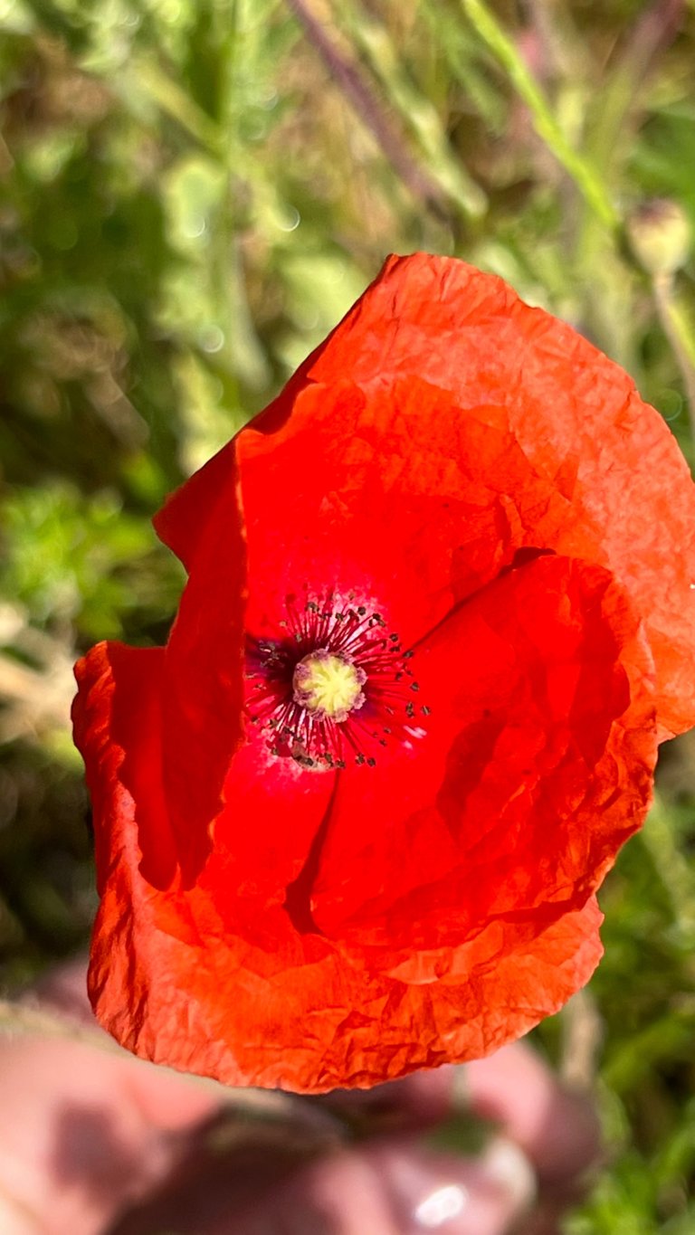 IMG_4942.jpeg