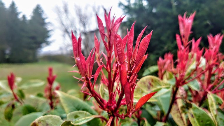 DSC_1595.JPG