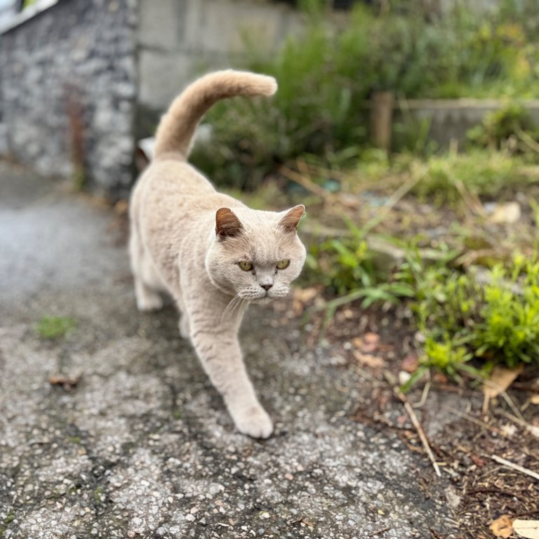 IMG_6025.jpeg