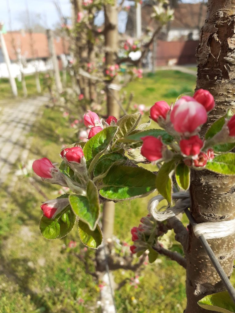 cvet jabuke u krupnom planu.jpg