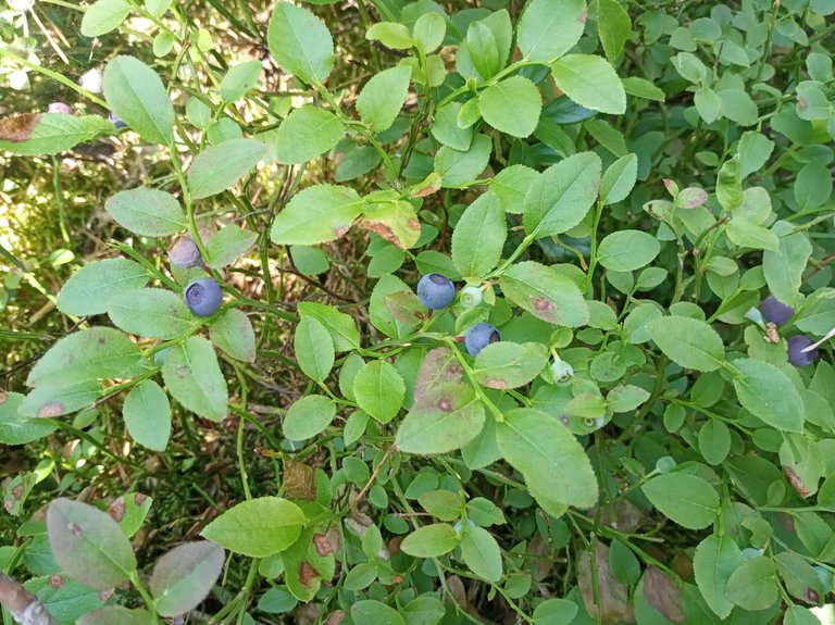 IMG_20250613_160044.jpg
