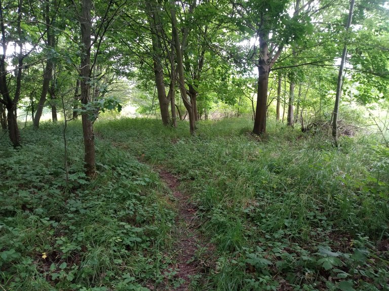 IMG_20250712_191449.jpg