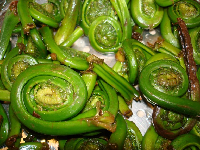 fiddleheads.jpg