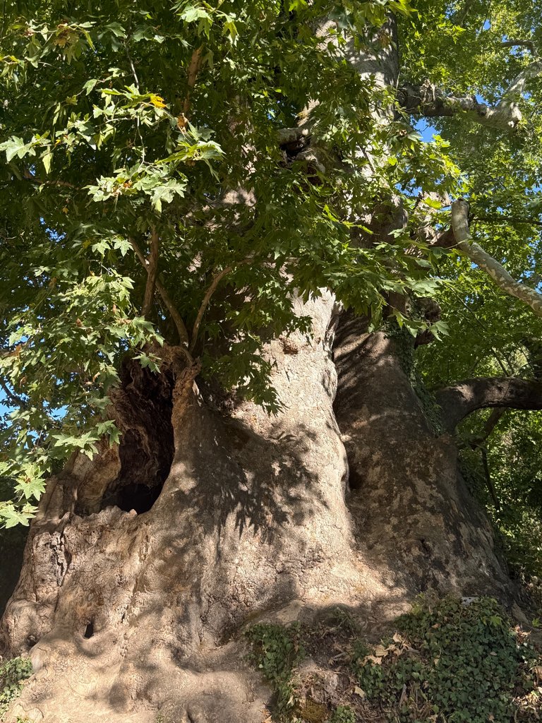 IMG_1554.jpeg