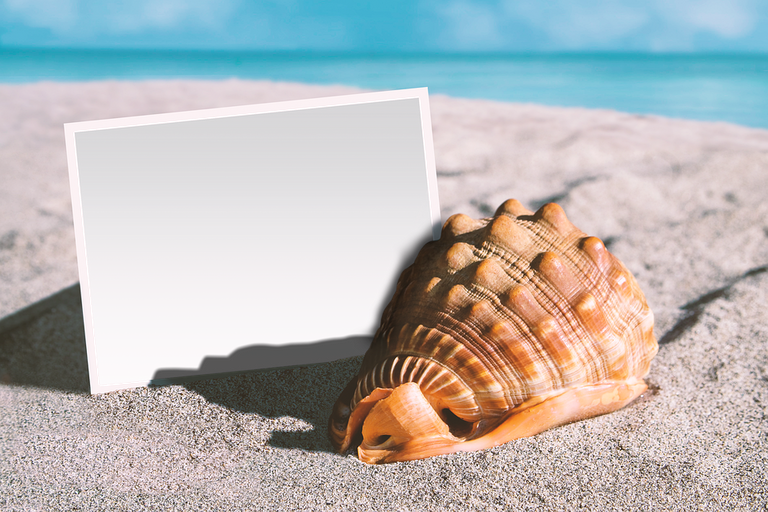 sea-shell-6515263_960_720.png