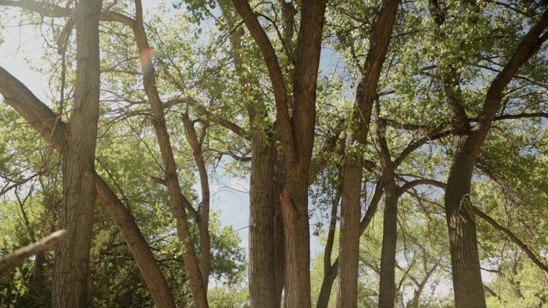 Cottonwood trees whisper in the breeze, gracefully interacting with the four sacred elements.