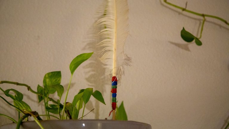 My uncle gave me this goose feather, which I like to see standing in a living plant.