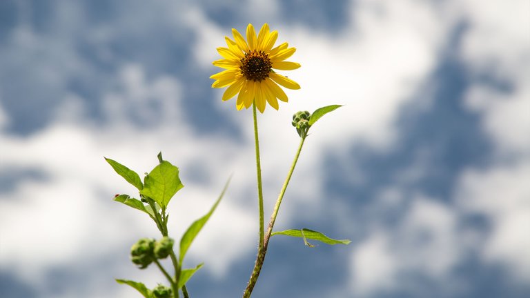 Sunflower02.jpg