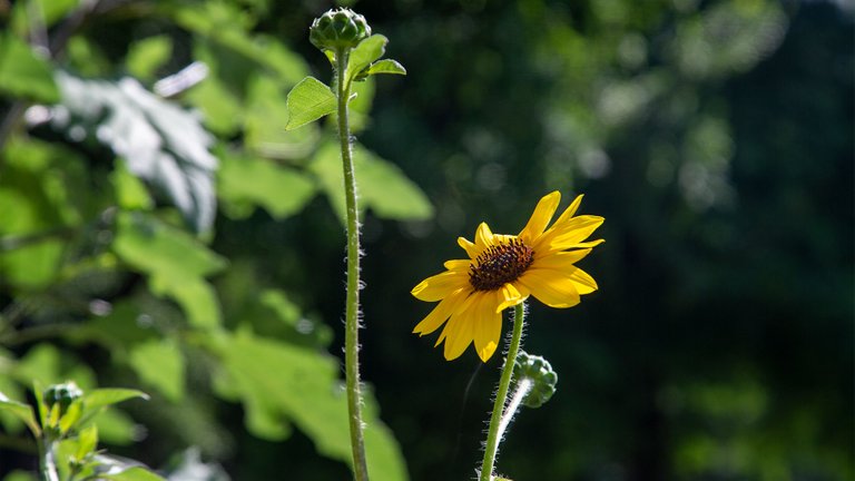 Sunflower01.jpg