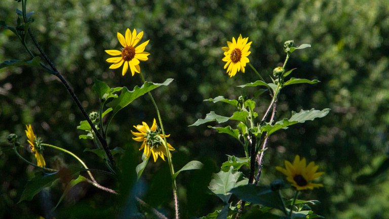 These sunflowers give us beauty and we help them to flourish—an interplay between plant and person.