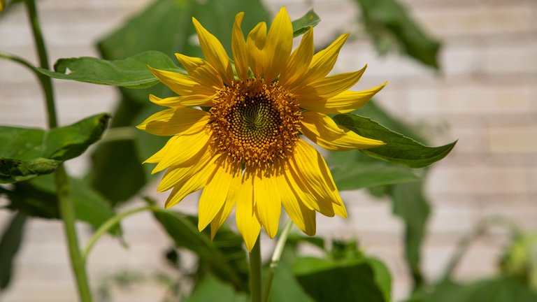 Sunflower03.jpg