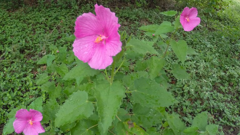 Pretty pink rock roses opened up to a light rain midday.