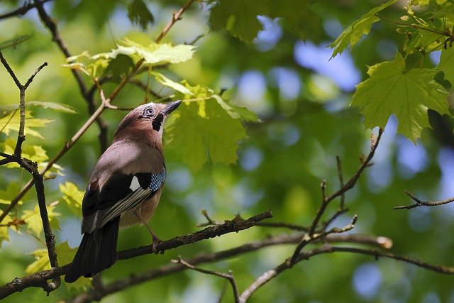 eurasian-jay-g1c1635a0b_640.jpg