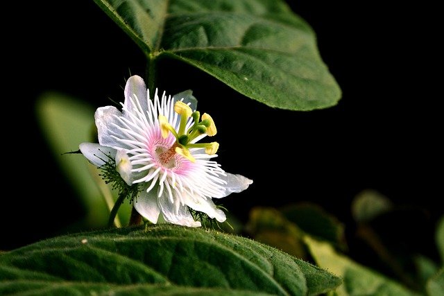 passiflora-7027917_640.jpg