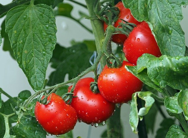 tomatoes-g0165a9390_640.jpg