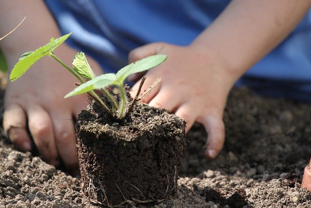plants-4960823_640.jpg