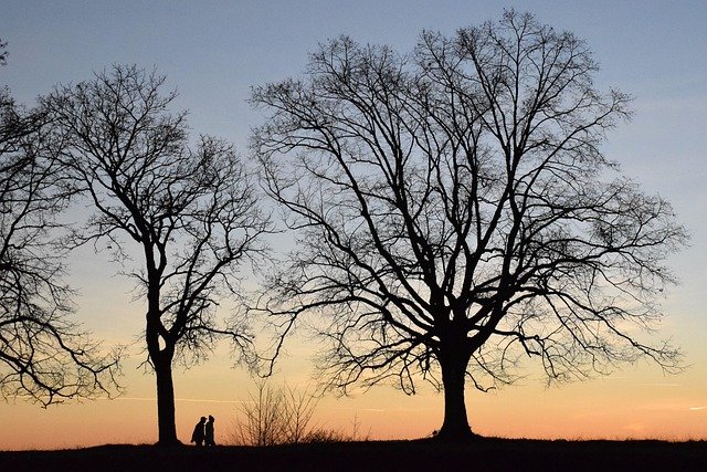 trees-7882545_640.jpg