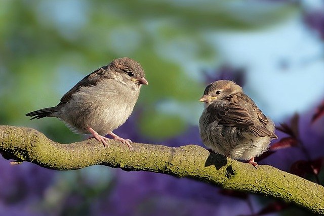 sparrows-gfeacdfebe_640.jpg