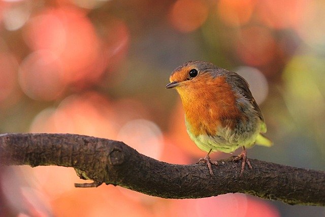 robin-818126_640.jpg