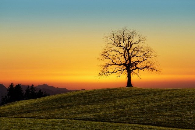 tree-3072431_640.jpg