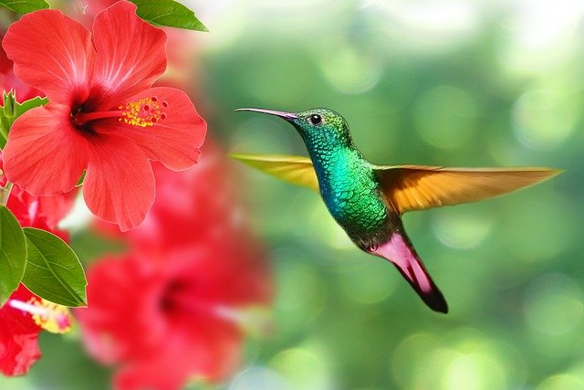 hummingbird-5171798_640.jpg