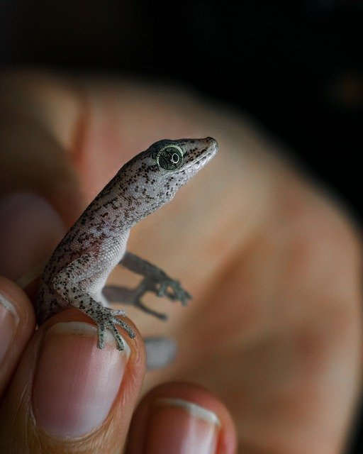 lizard-6880035_640.jpg