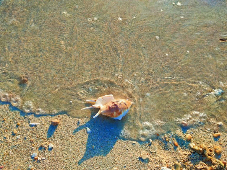 IMG_20230126_100850.jpg