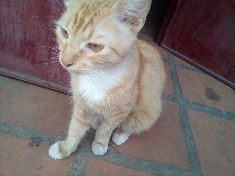 gato 2.jpg