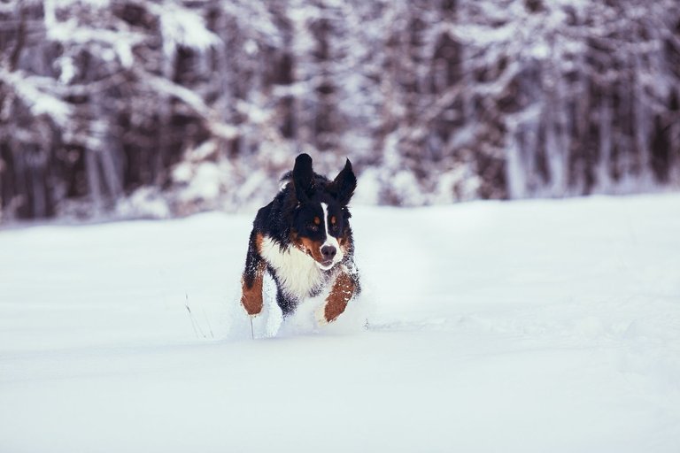 the-good-dog-running-along-park.jpg