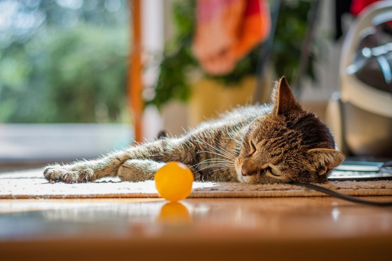 cute-cat-lying-on-the-floor-at-home.jpg