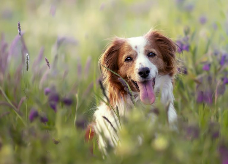 selective-focus-shot-of-an-adorable-kooikerhondje-dog-in-a-field.jpg