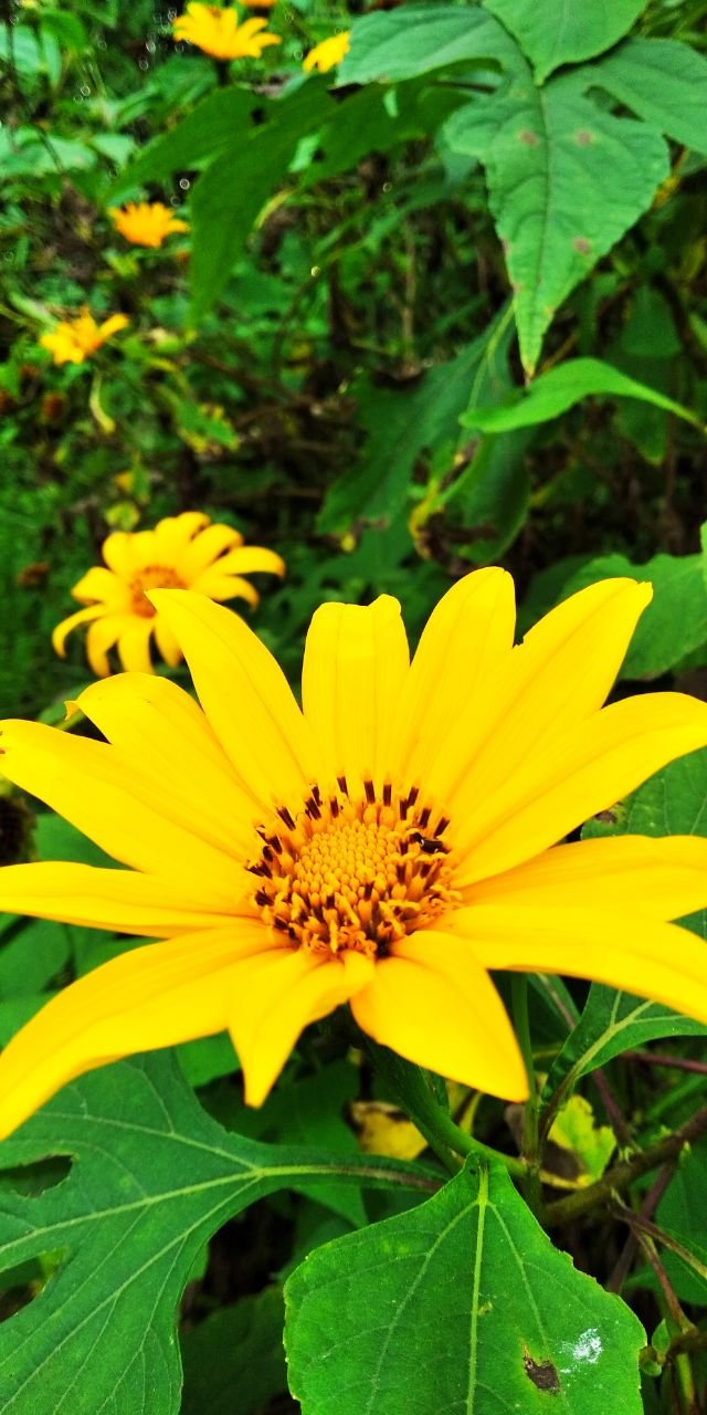 flores amarilas.jpg