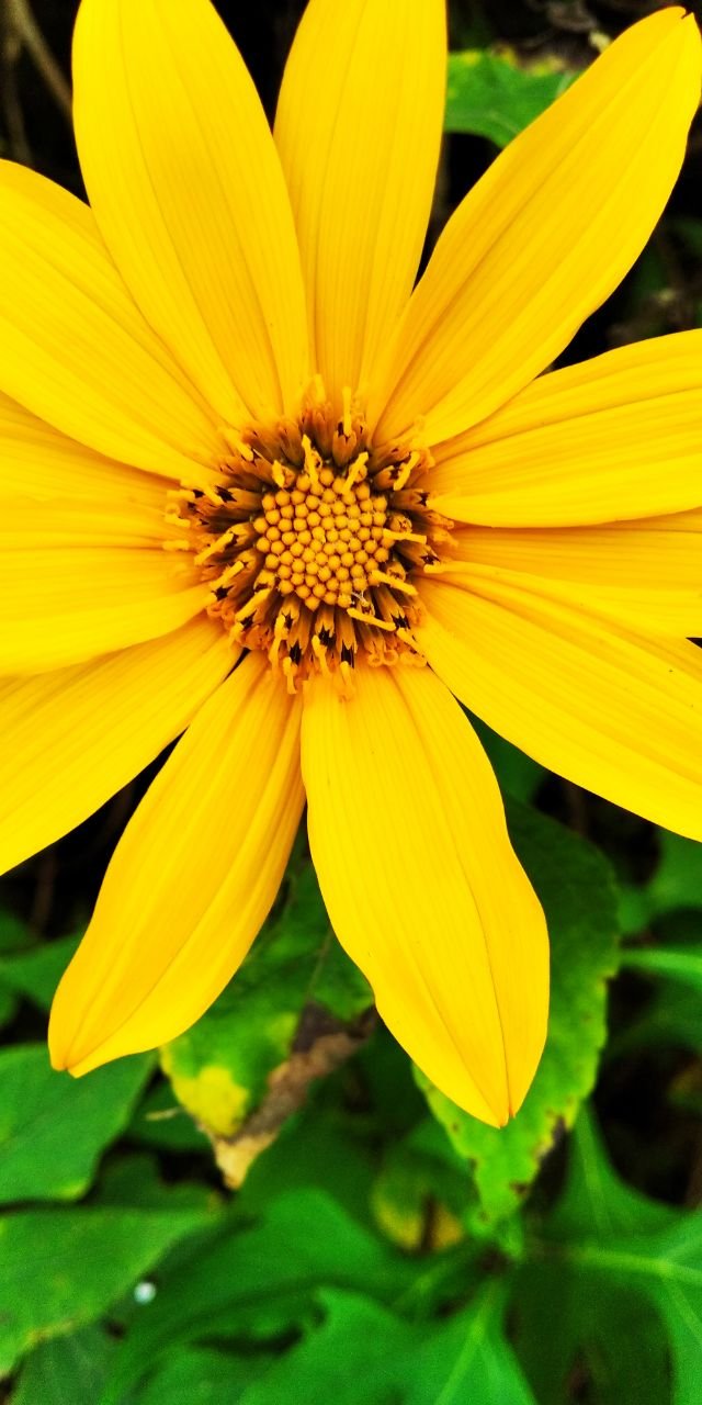 flores amarilas 2.jpg