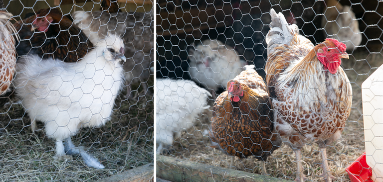 Chickens02.png