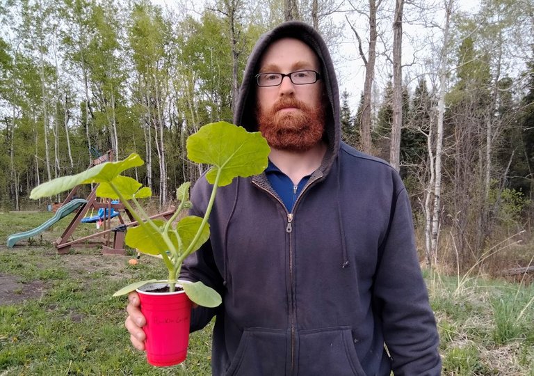 Pumpkin Plant.JPG