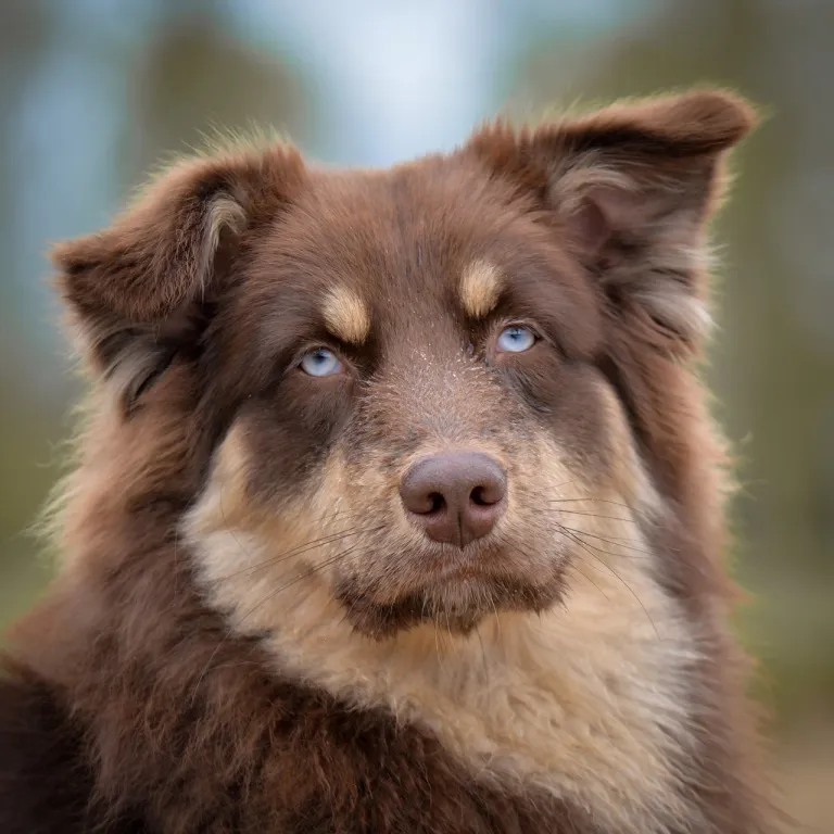 dog-9548923_1280.webp.jpg